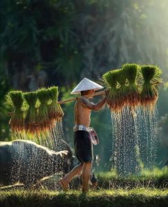 Anggaran Ketahanan Pangan 2021 Ditingkatkan Hingga 30%