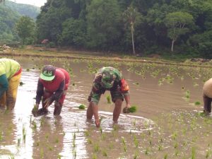 Babinsa Koramil 1607-03/Utan Rhee Dampingi Dan Bantu Petani Tanam Padi