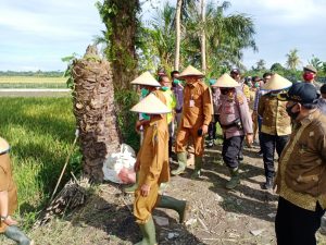Bupati Zahir Bersama Kapolsek Indrapura, Panen Demplot Padi Sawah & Perdana Tanam Bawang