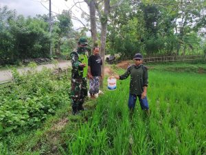 Tingkatkan Produktivitas Petani Di Desa Binaannya Babinsa Jajaran Kodim 1607/Sumbawa Lakukan Pendampingan Hanpang.