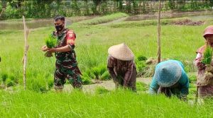 Babinsa Koramil 1628-01/Taliwang Melaksanakan Pendampingan Ketahanan Pangan Dan Edukasi Prokes Covid 19
