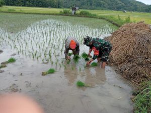 Babinsa Taliwang Lakukan Pendampingan Tanam Padi Di Desa seloto