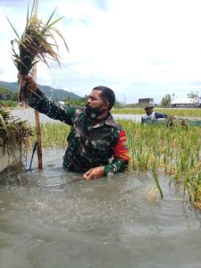 Babinsa Koramil 1628-01/Taliwang Membatu Masyarakat Memanen Padi Terendam Banjir