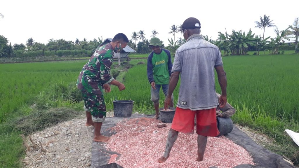 Bentuk Kerja Nyata Babinsa Dalam Pendampingan Terhadap Petani Di Wilayah Binaannya