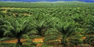 Hutan Lindung di Sulap Jadi Perkebunan, DPD LSM Gempur Angkat Bicara