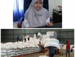 Hebat!, Bulog Sumbawa Realisasikan Pengadaan Setara Gabah 241,33 Persen