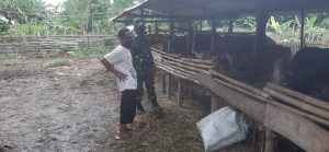 Sambangi Kandang Ternak Warga Binaannya Ini Harapan Babinsa Kelurahan Bugis
