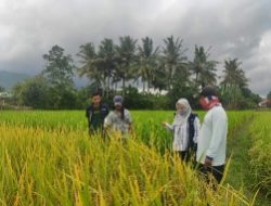 Upz ! Serap Gabah Petani, Bulog Sumbawa Rogoh Kocek 3 Miliar