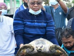 Gubernur NTB Lepas Penyu di Pantai
