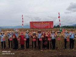 Mantap!  Pertama di Pulau Sumbawa, Panen Raya Jagung (SAE) Ai Maja Lapas Sumbawa Sukses