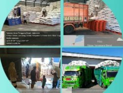 Upz!, Bulog Sumbawa Keluarkan 132 Miliar Beli Gabah Petani