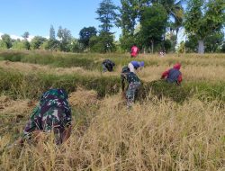Dukung Ketahanan Pangan di Wilayah Perbatasan, Personel Pos Manfaatkan Jumat Bersih Bantu Warga Panen