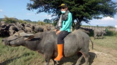 DPKH Sumbawa: Pengadaan Ternak Pokir DPRD ditender Ulang