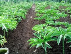 Gubernur NTB Akan Siapkan Lahan Bagi Investor Tanaman Porang