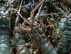 Gubernur Bang Zul Dukung Penuh Budidaya Lobster di NTB