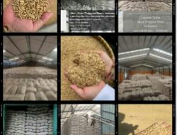 Upz!, 202 Miliar Dana Terserap Pengadaan Setara Gabah Bulog Sumbawa