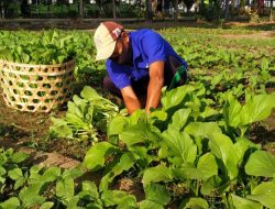 Manfaatkan Lahan Kosong, WBP Lapas Sumbawa Tanam Sayur