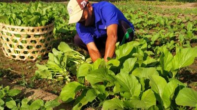 Manfaatkan Lahan Kosong, WBP Lapas Sumbawa Tanam Sayur
