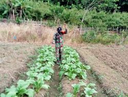 Tingkatkan Produktivitas Tanaman, Babinsa Fakfak Bantu Semprot Hama Tanaman