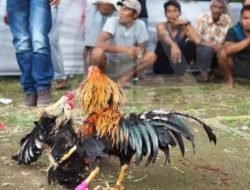 Satreskrim Polres Batu Bara Grebek Markas Judi Sabung Ayam, Masyarakat Apresiasi Polres Batubara.