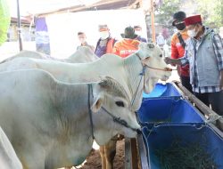 Sidak Jelang Idul Adha, Pak Uu Apresiasi Pasar Hewan Kurban di Cimahi