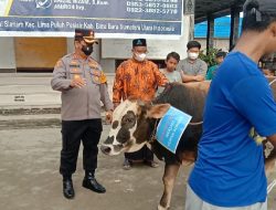 Jelang Idul Adha Kapolda Sumut Melalui Kapolres Batubara, bagikan Dua Ekor hewan Sapi Kurban.
