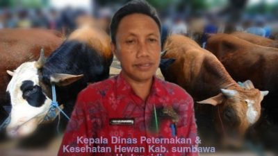 1908 Hewan Qur’ban di Tanah Samawa, Inilah Kata Kadisnakeswan!