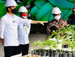 Presiden Dorong Mentan Seriusi Porang Sebagai Komoditas Andalan Ekspor