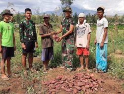 Dukung Ketahanan Pangan, Pos Nunura Satgas Yonif 742/SWY Panen Ubi Ungu