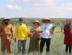 Johan Dorong Masyarakat Sumbawa Tanam Bawang Merah