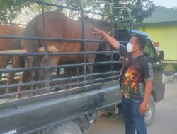 Tanpa Dokumen Resmi, Satgas Pamtas Yonif 742/SWY Amankan 23 Hewan Ternak Yang Masuk ke Indonesia
