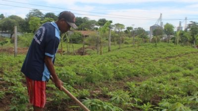 Maksimalkan Potensi Lahan, Warga Binaan Lapas Sumbawa Besar Bertani