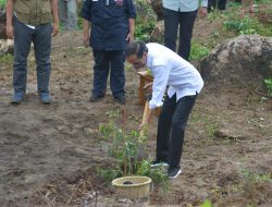 Hari Kedua di Lombok, Presiden RI Gelar Penanaman Ribuan Bibit Kayu Putih dan Buah-buahan