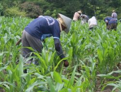 Tanam Jagung 24 Hektar, Lapas Sumbawa Besar Berdayakan Warga Binaan Pemasyarakatan