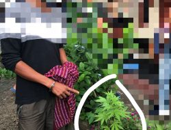 Polisi Temukan Warga  Memelihara tanaman Ganja di Pujut Lombok Tengah