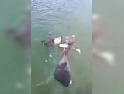 Vidio Viral, Mayat ditemukan mengambang dilaut hilang terbawa arus