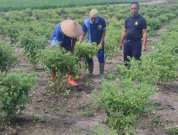 Cabai Hasil Tangan WBP Lapas Sumbawa Besar Panen Perdana