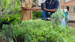 Anggota DPR RI Beri Bantuan 100 Bibit Pohon Kelengkeng Bagi SAE Ai Maja Lapas Sumbawa Besar
