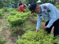 Capai 25 Kg, Kalapas Sumbawa Besar Turun Langsung Panen Cabai Bersama Warga Binaan