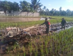 Babinsa Koramil Sikur Bantu Petani Tanam Padi