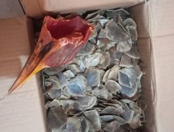 Polda Sumut Bekuk Penjual 1,9 Kilogram Sisik Trenggiling dan Paruh Burung Enggang Asal Aceh