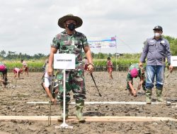 Nyambut Hut -18, Brigif 4 Mar/BS Binaan Yonif 8 Bersama Prajurit Harimau Putih dan FKPD Kab Langkat Tanam Pohon Mangrove