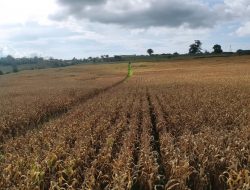 Lapas Sumbawa Sidang TPP, Napi Persiapan Panen Jagung