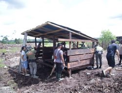 Program Kasuari Bangun kandang babi di Nduga yang siapkan lahan