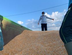 Lapas Sumbawa Sukses Laksanakan Pembinaan Pertanian Jagung