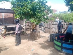 Polres Bima Kota Gerbek Judi Sambung Ayam