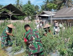 Danramil Aikmel Turun Sawah Dukung Swasembada Pangan