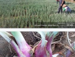 Hebat!, Penyaluran Bibit Bawang Merah UPLAND Tuntas 100 Persen