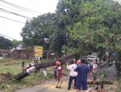 Sinergitas Tiga Pilar Desa Ranjok Evakuasi   Pohon Tumbang