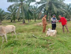 Bhabinkamtibmas Polsek Lima Puluh Cek Ternak Milik Sukiat
